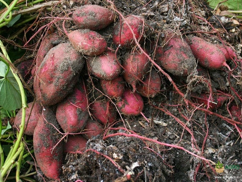 Sweet-Potato1