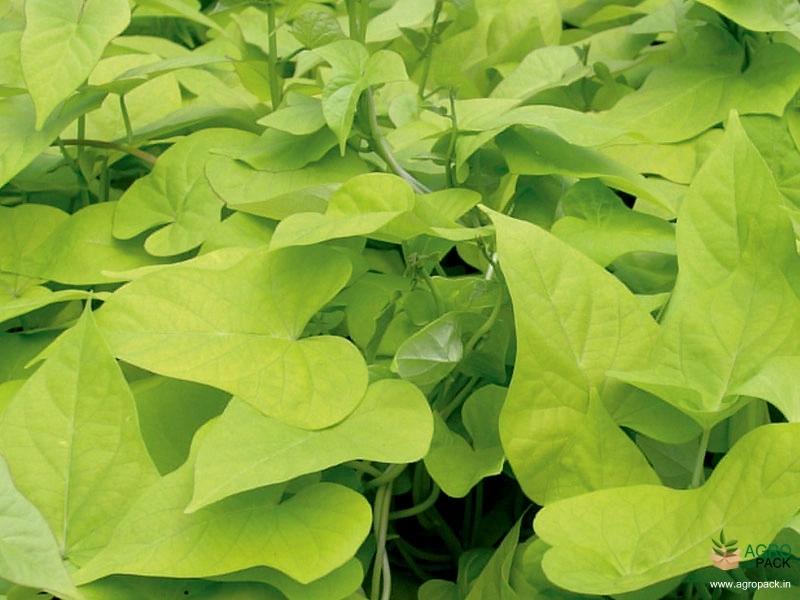 Sweet-Potato2