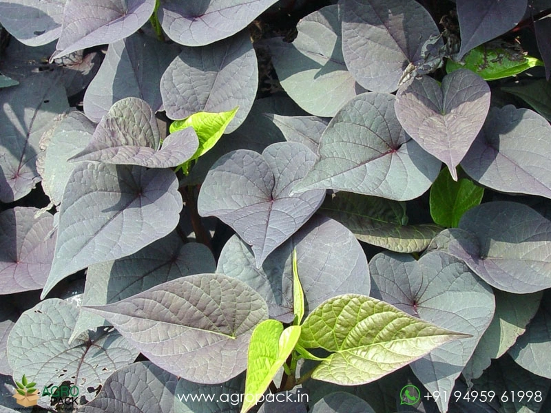 Sweetheart-Purple-Sweet-Potato-Vine2