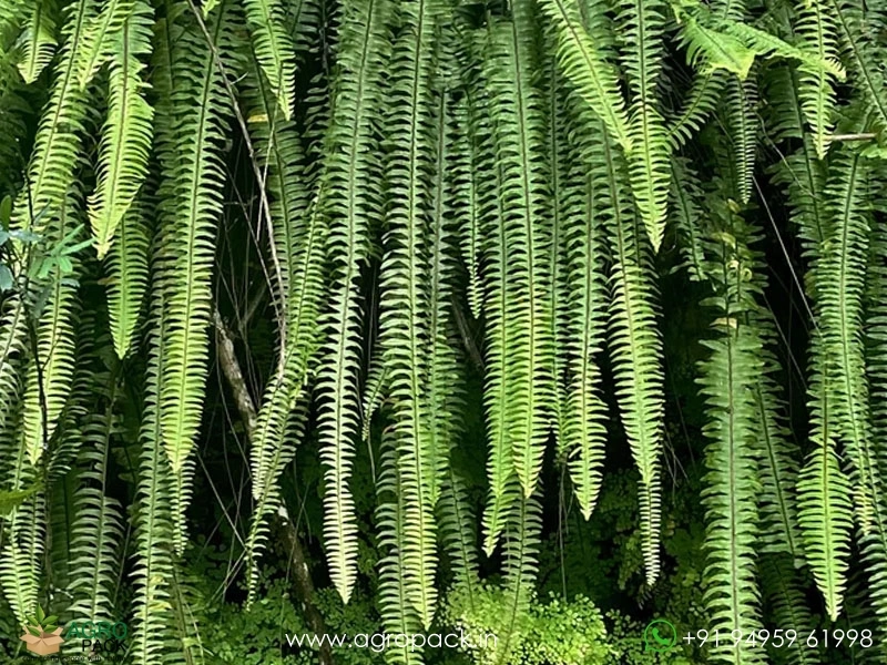 Sword-Fern2