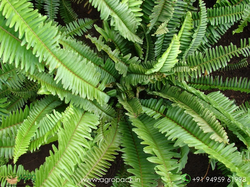 Sword-Fern3