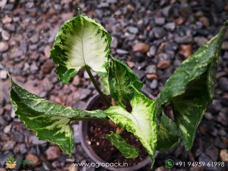 Syngonium-Godzilla3