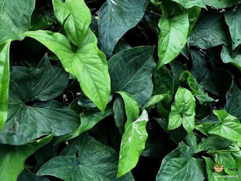 Syngonium-Green1