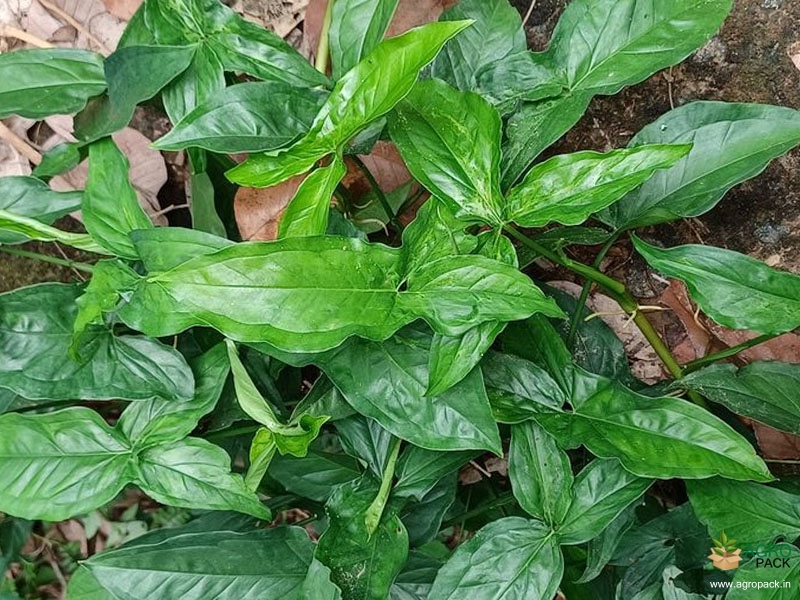 Syngonium-Green2