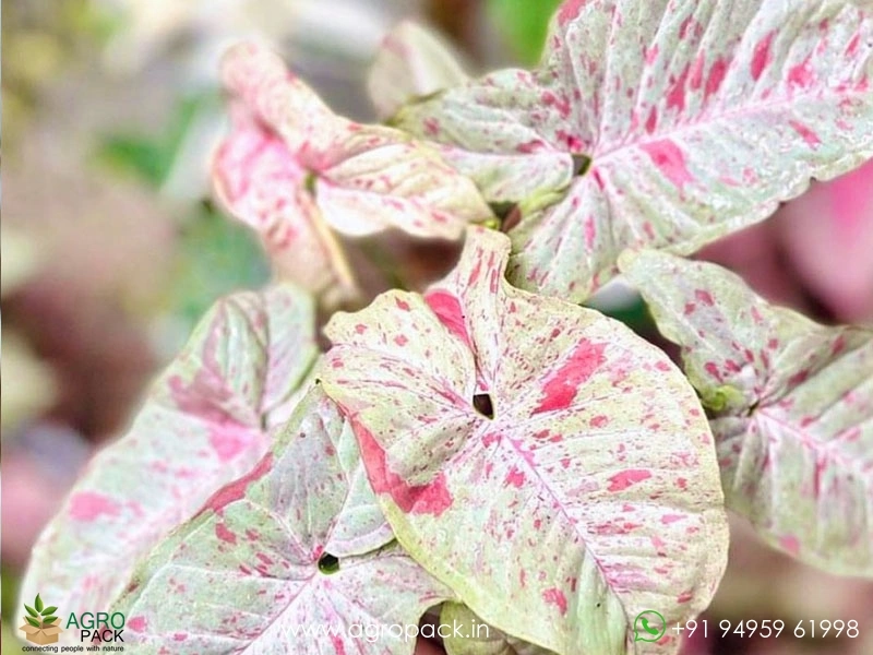 Syngonium-Milk-Confetti1