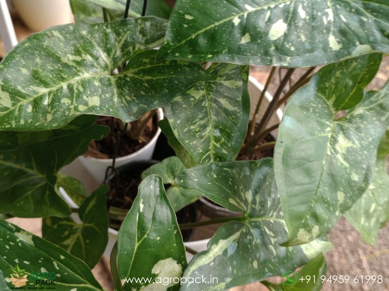 Syngonium-Panda-Galaxy4