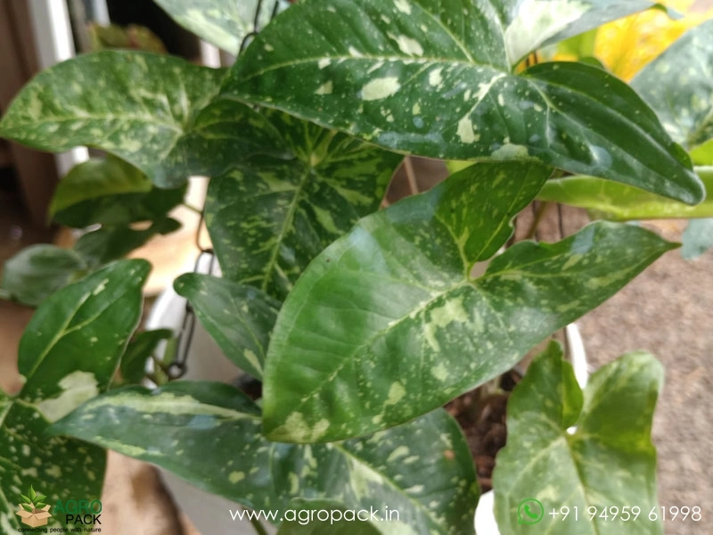 Syngonium-Panda-Galaxy5