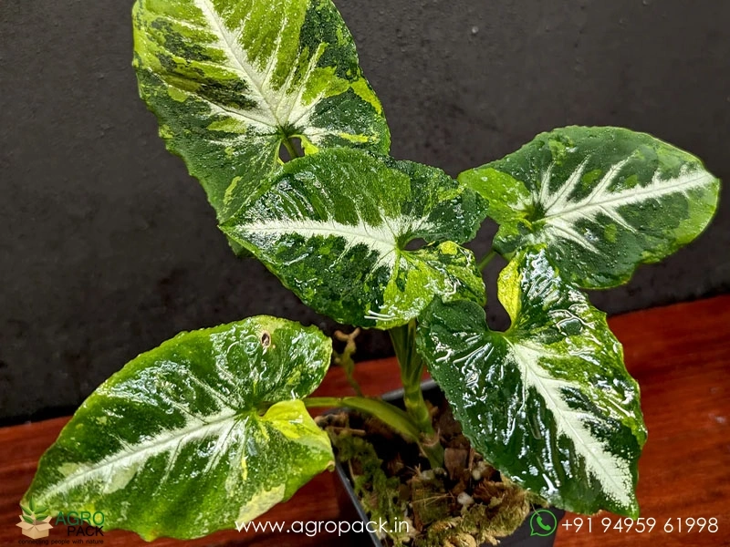 Syngonium-Scrambled-Eggs-Variegated3