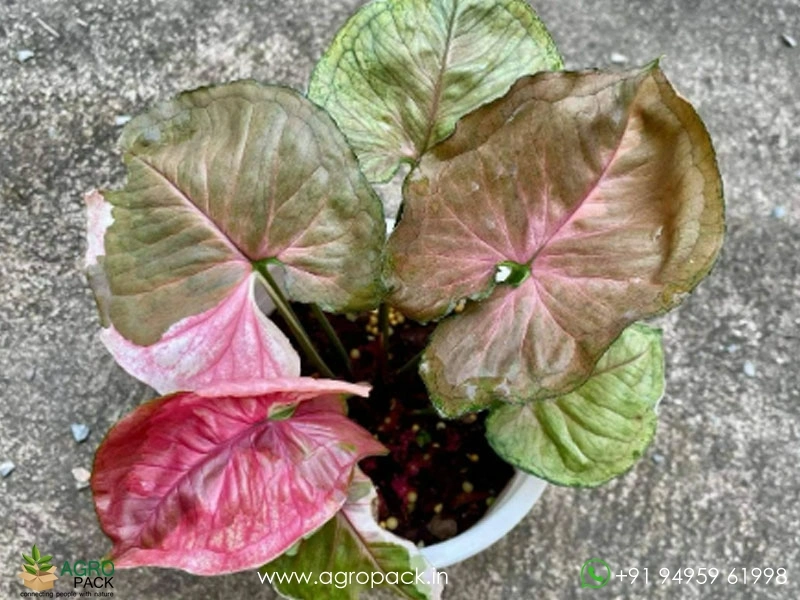 Syngonium-Strawberry-Ice3