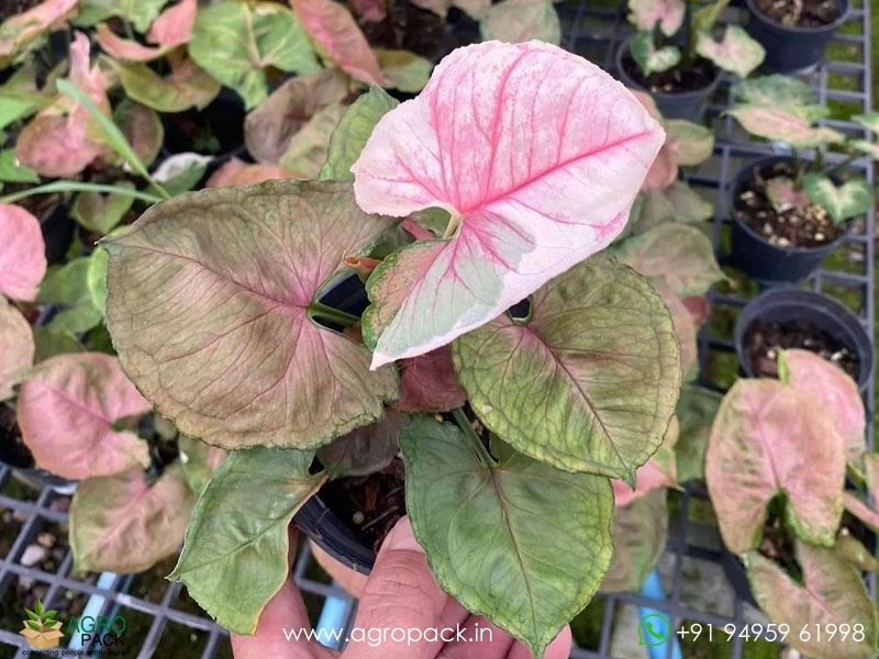 Syngonium-Strawberry-Ice4
