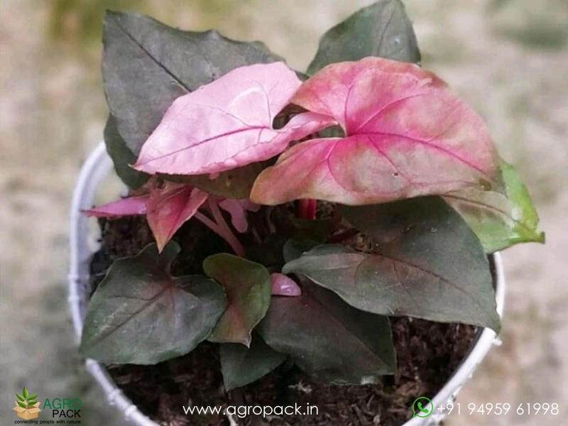 Syngonium-Strawberry-Ice5