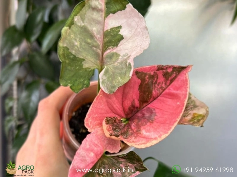 Syngonium-Strawberry-Ice6