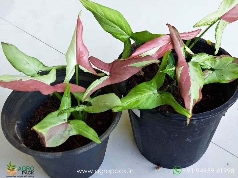 Syngonium-Strawberry-Milkshake1