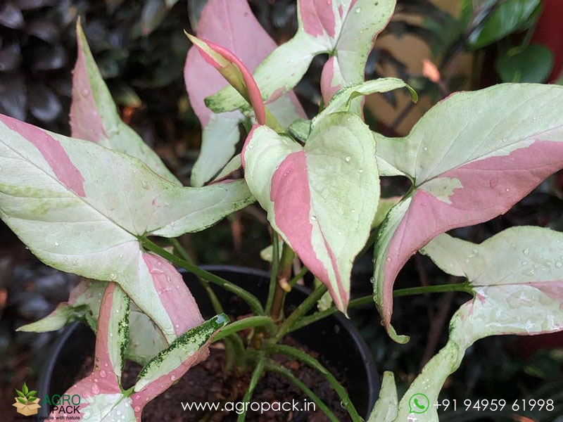 Syngonium-Strawberry-Milkshake2