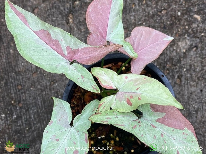 Syngonium-Strawberry-Milkshake3