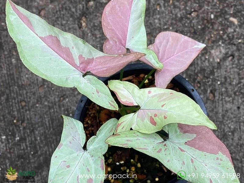 Syngonium-Strawberry-Milkshake3