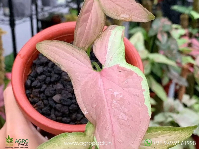 Syngonium-Strawberry-Milkshake4