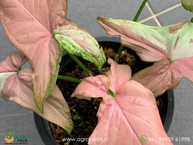Syngonium-Strawberry-Milkshake5