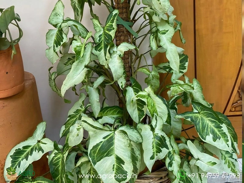Syngonium-Three-Kings2