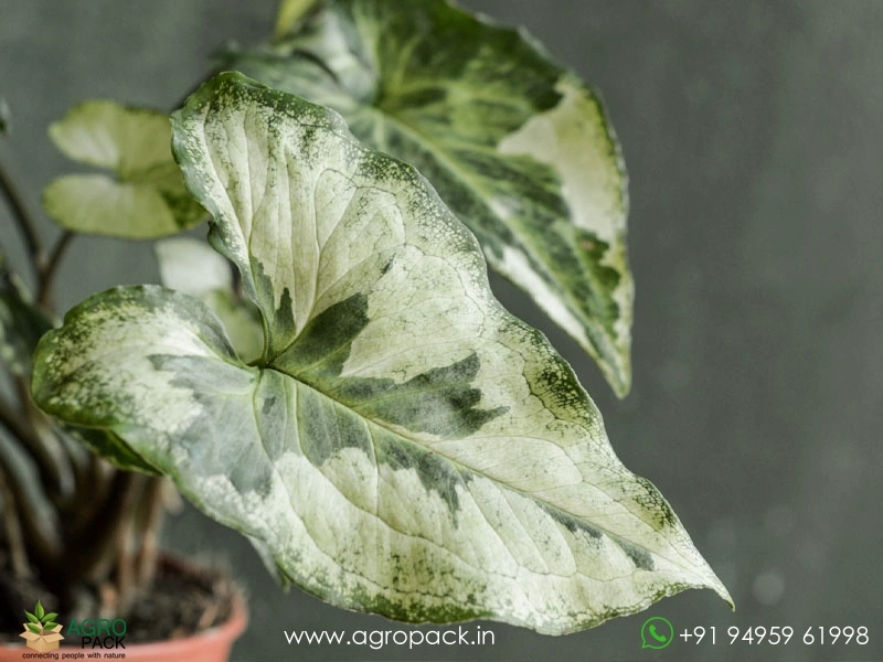 Syngonium-Three-Kings6