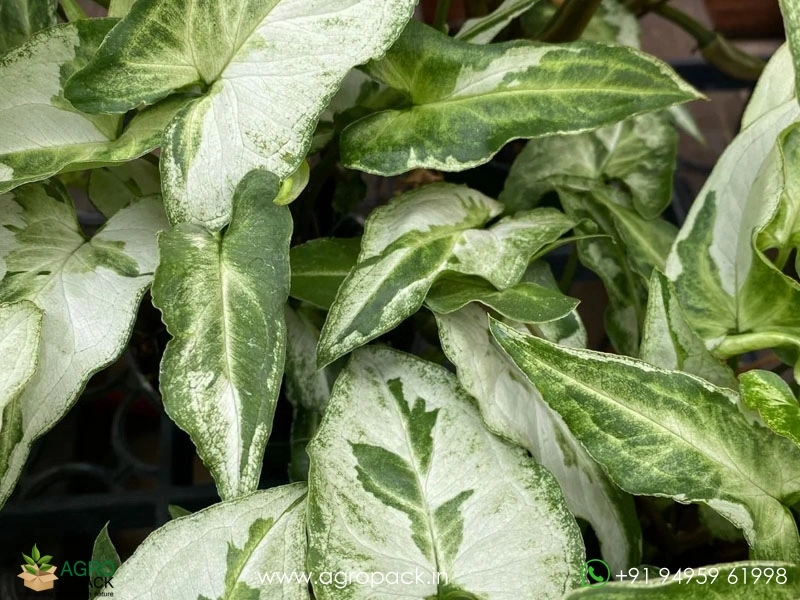 Syngonium-Three-Kings7