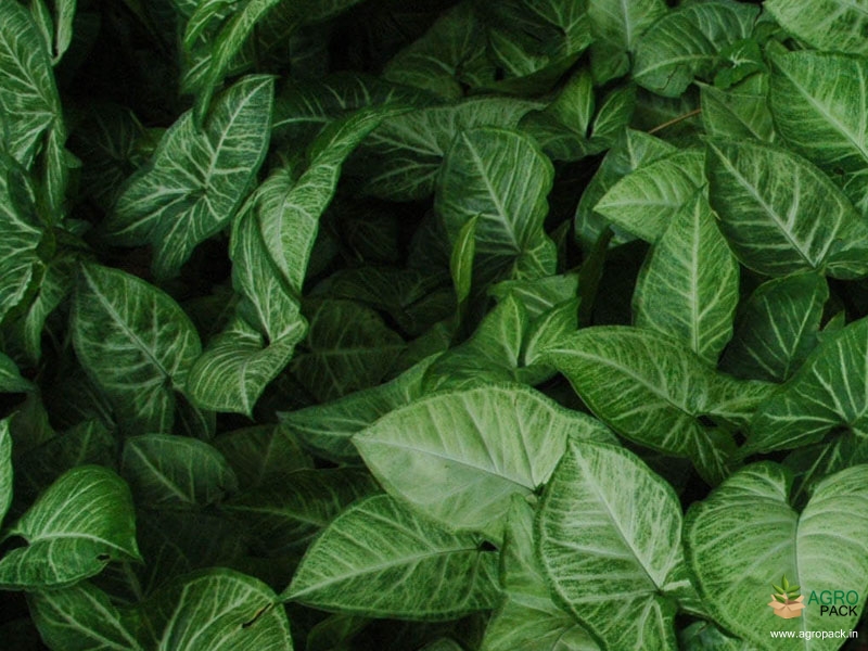 Syngonium-White-Plant1