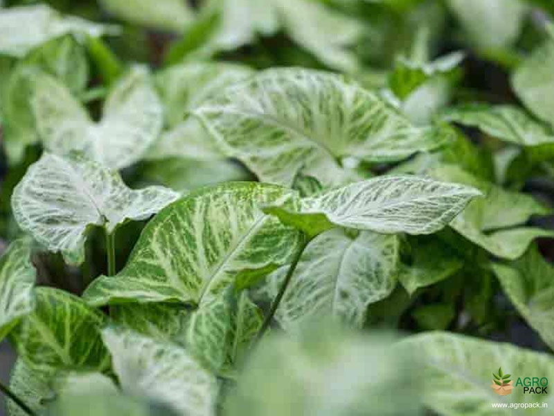 Syngonium-White-Plant3