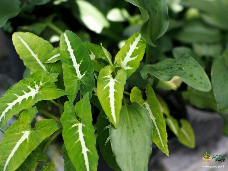 Syngonium-wendlandii-Plant1