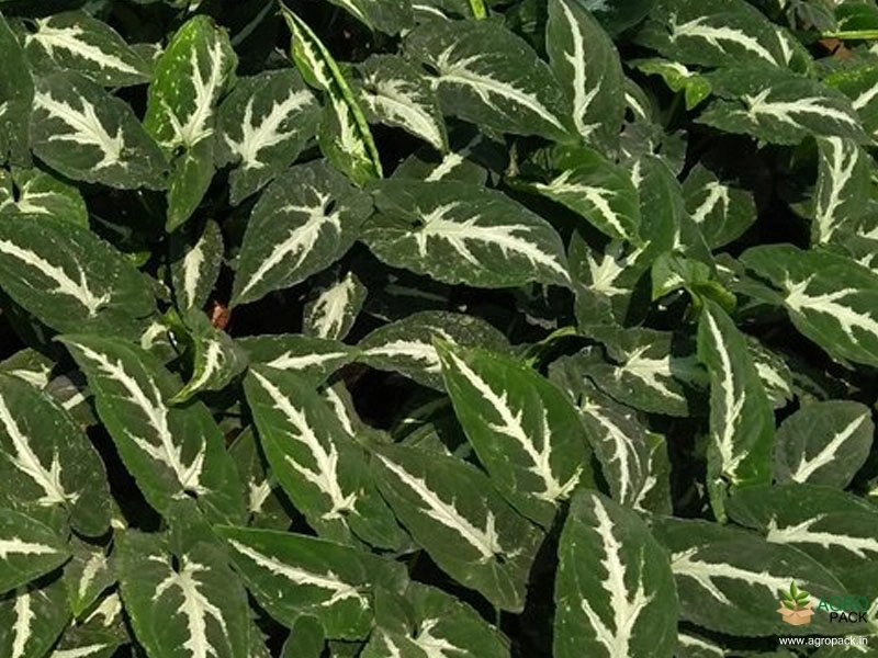 Syngonium-wendlandii-Plant3