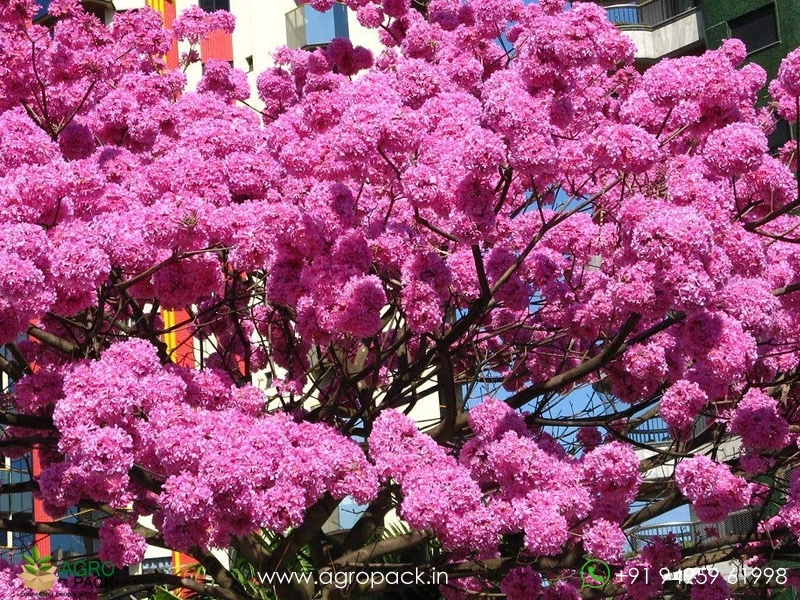 Tabebuia-rosea1