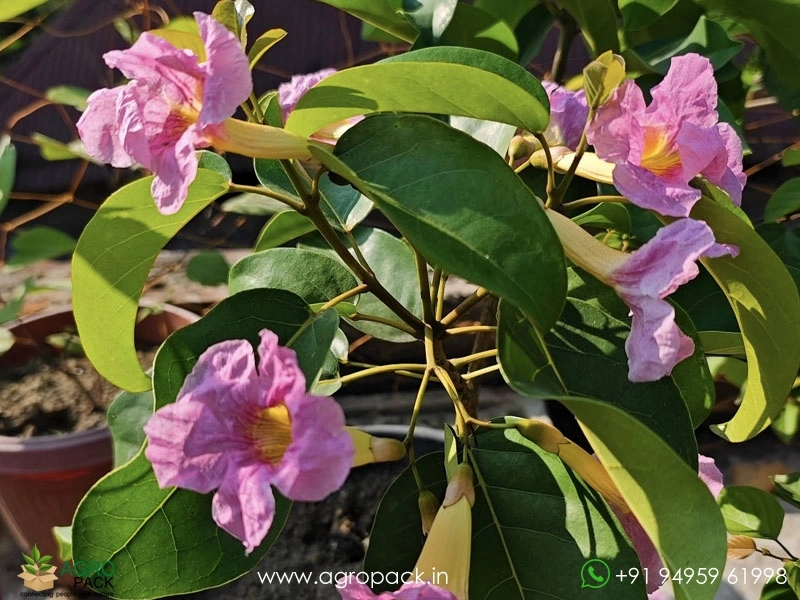 Tabebuia-rosea3