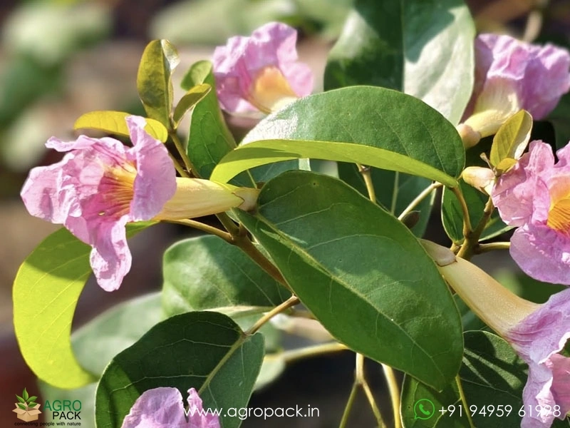 Tabebuia-rosea4