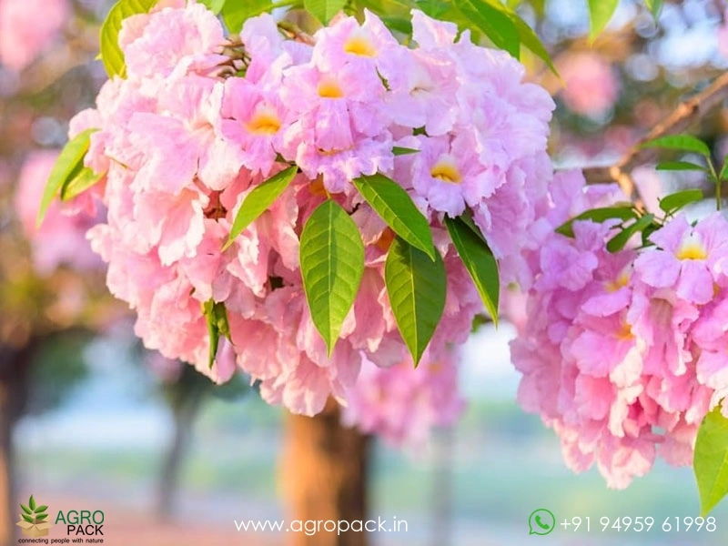 Tabebuia-rosea5