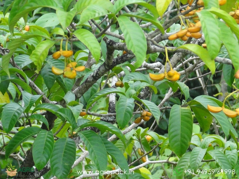 Tabernaemontana-alternifolia4