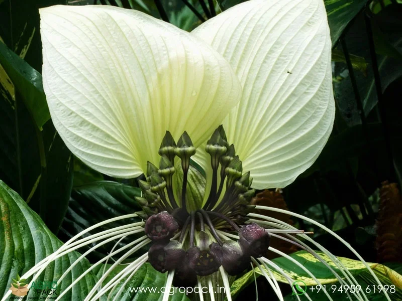 Tacca-integrifolia-White-Bat1