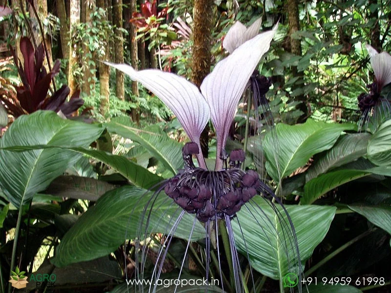 Tacca-integrifolia-White-Bat3