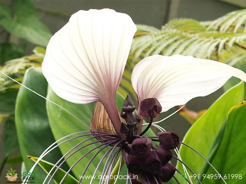 Tacca-integrifolia-White-Bat4
