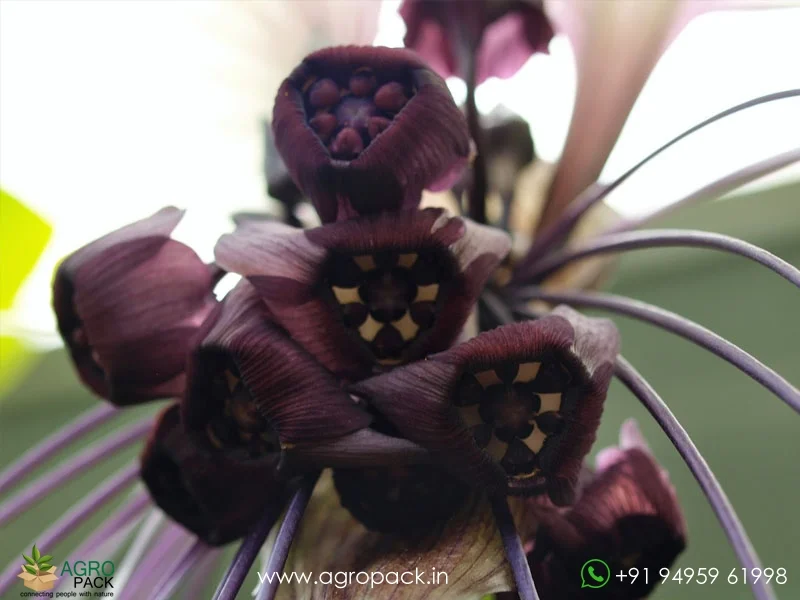 Tacca-integrifolia-White-Bat5