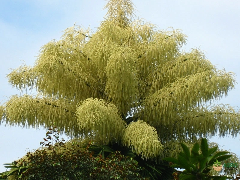 Talipot-Palm1