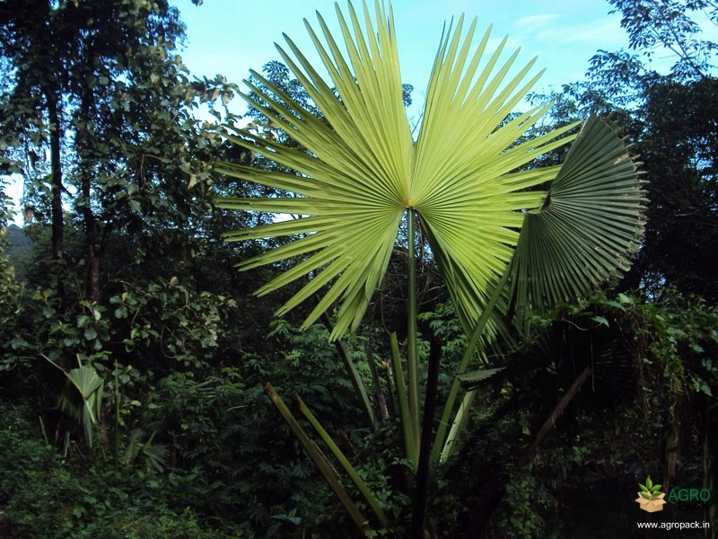 Talipot-Palm2