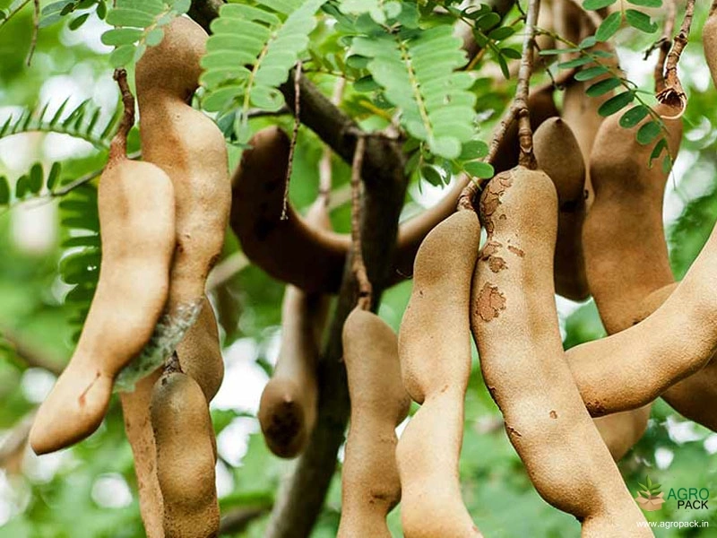 Tamarind4