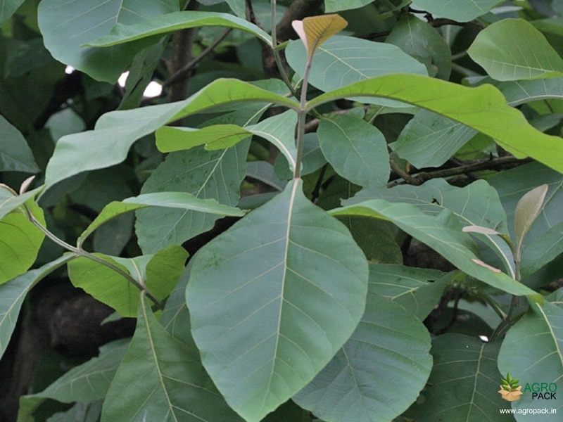 Teak3