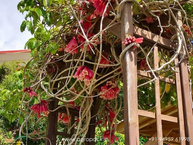 Tecomanthe-hillii4