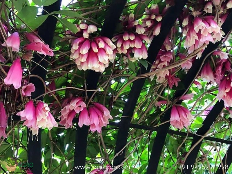 Tecomanthe-hillii6