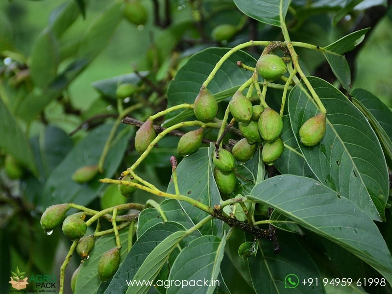 Terminalia-chebula1