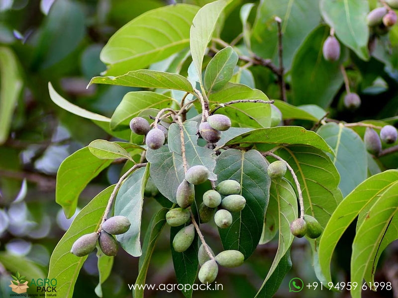 Terminalia-chebula2