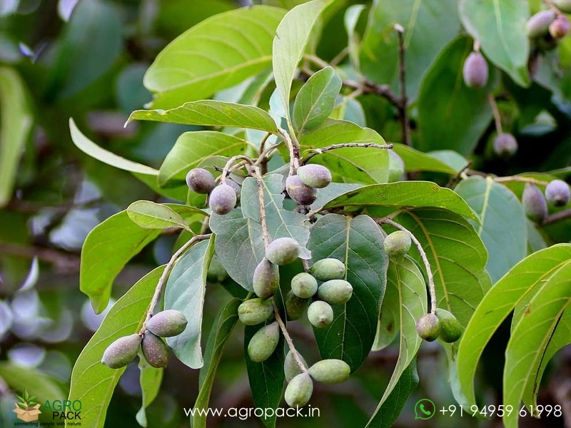 Terminalia-chebula2