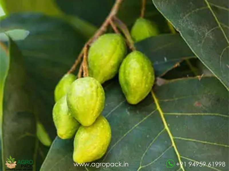 Terminalia-chebula3