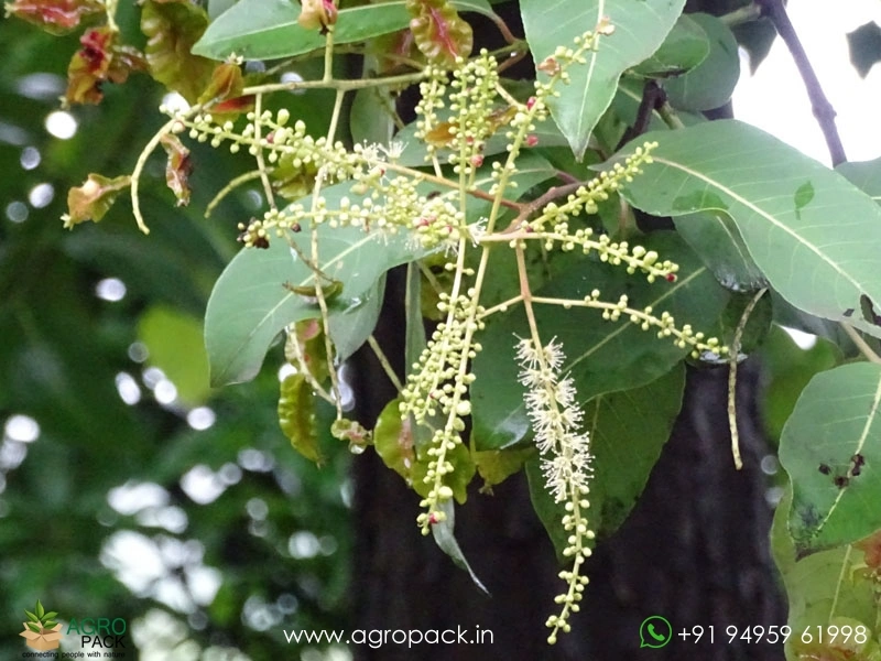 Terminalia-elliptica2