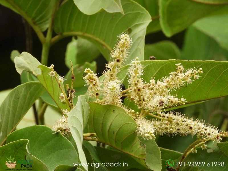 Terminalia-elliptica3